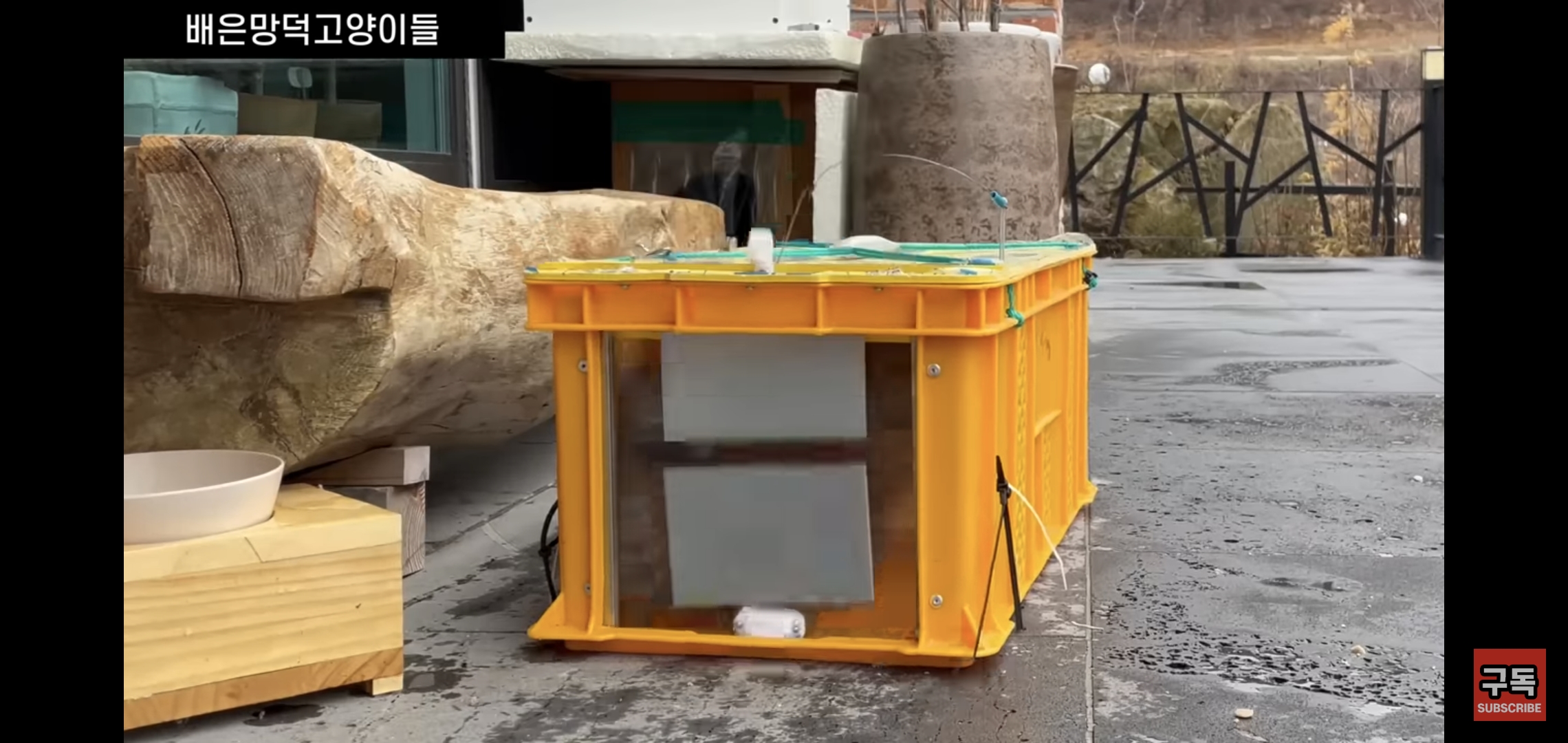 집 마당에 고양이가 나타나는 족족 다 잡아버리는 유튜버..jpg | 인스티즈