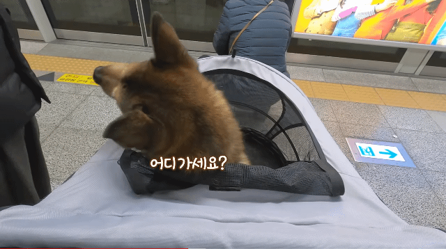 댕카 타고 지하철 타는 댕댕이.gif | 인스티즈