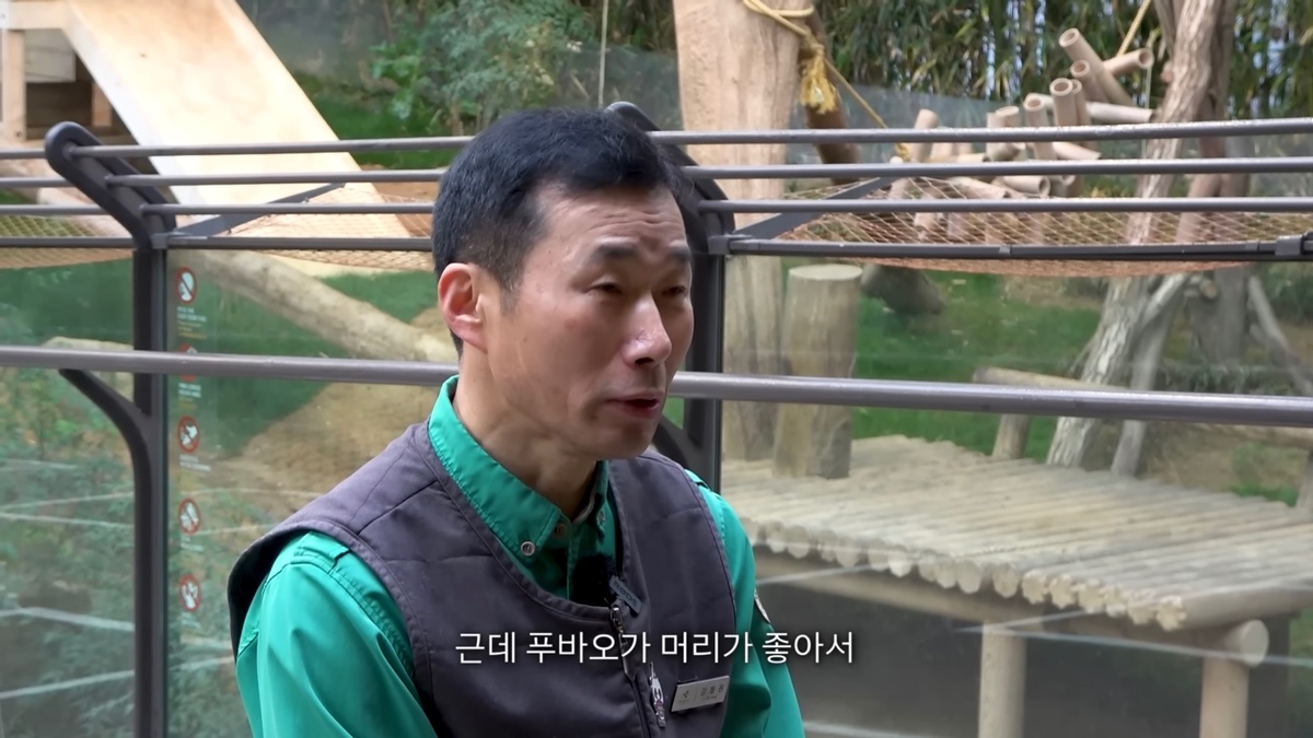 강바오가 중국 사육사에게 보내는 영상편지 (오열주의) | 인스티즈