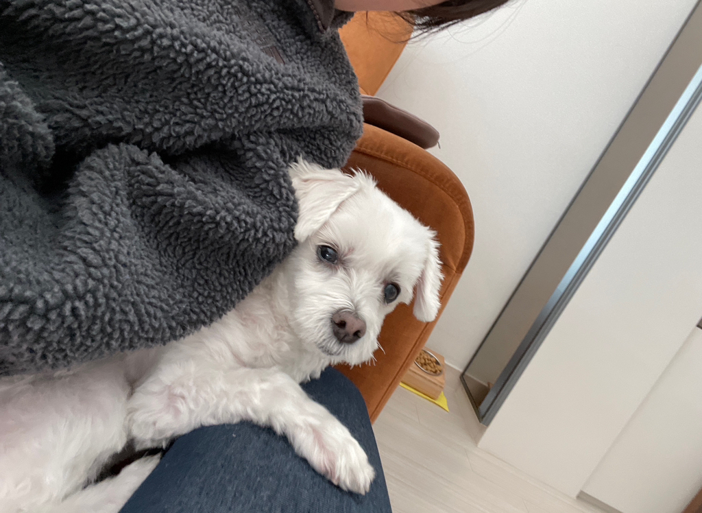 우리집개 찐따 그 잡채 | 인스티즈