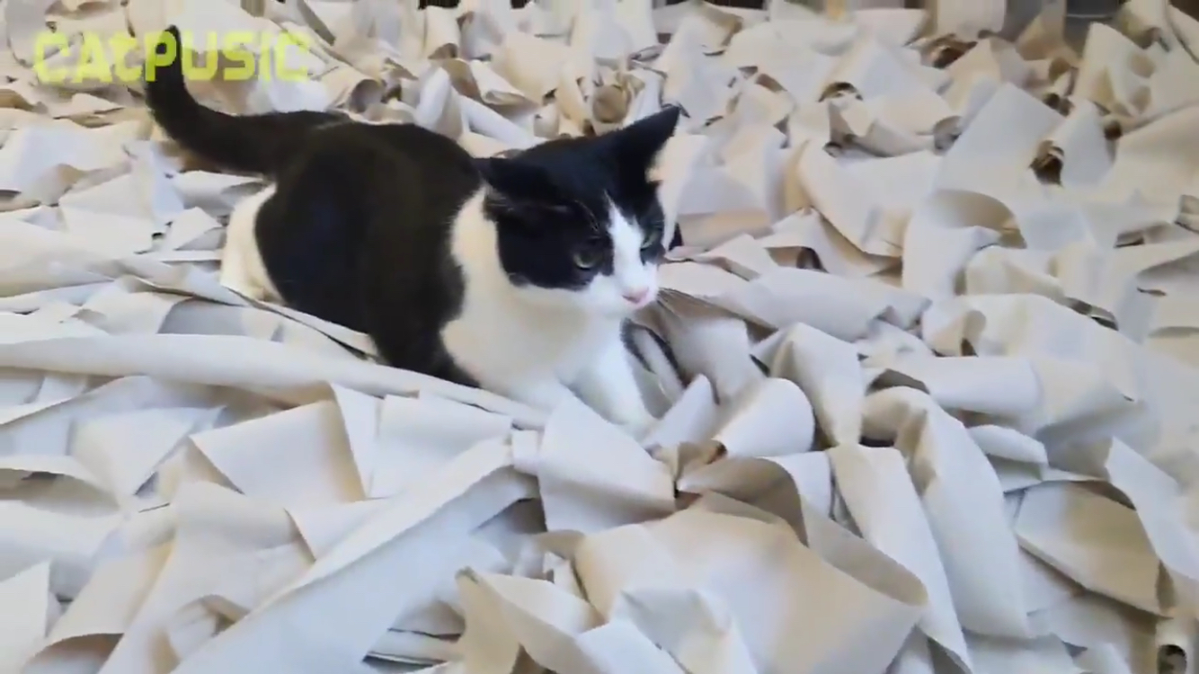 최애가 휴지인 고양이에게 '휴지방'을 선물하다! | 인스티즈