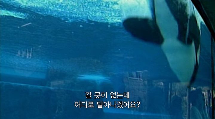 어느날 소방서에 고래가 조련사를 잡아 먹었다는 신고가 들어왔다 .jpg (스압주의) | 인스티즈
