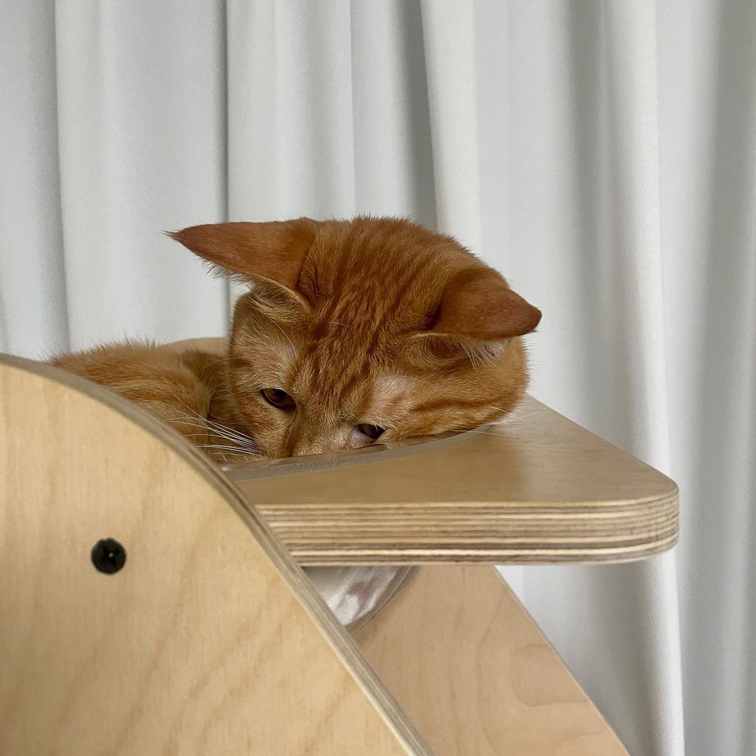 고양이가 시무룩해진 이유 | 인스티즈