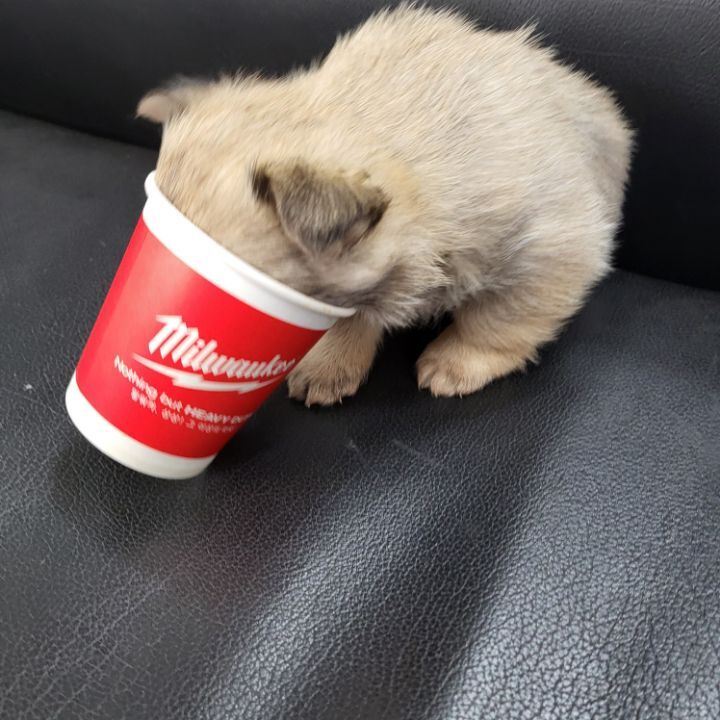 (공지라니... ++추가)새로생긴 회사 복지.. 미쳐서 도저히 일을 못하겠네.. (추가....)++추가 | 인스티즈