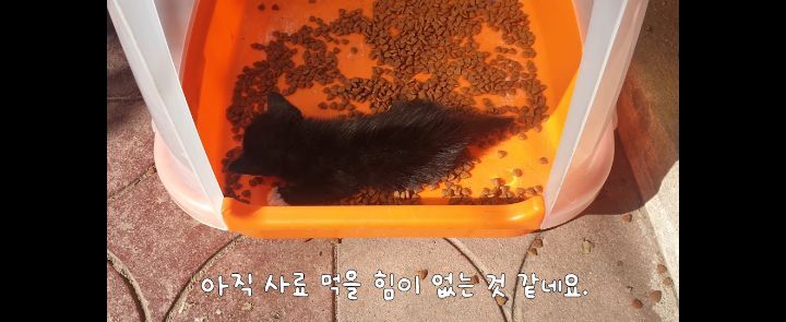 얼어죽어있던 아기고양이를 녹였더니.. | 인스티즈