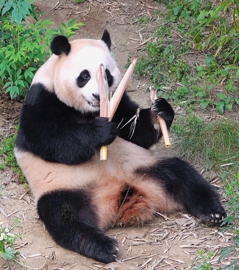 🐼 푸바오 : 대통령이 되겠습니다!! 🐼 | 인스티즈