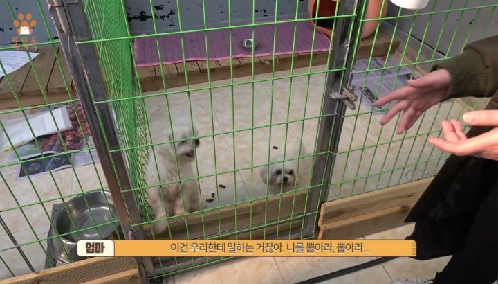 7살 아이 눈에 비친 유기견 보호소는? | 인스티즈