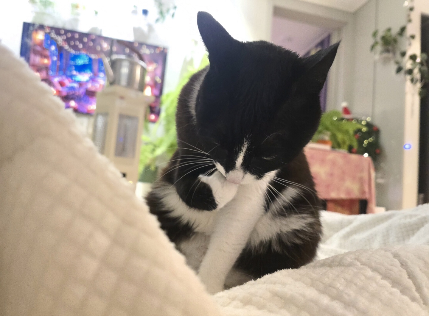 안주 뽏이는 고양이 어떤데 ㅋ 5나탄 ㅋ | 인스티즈