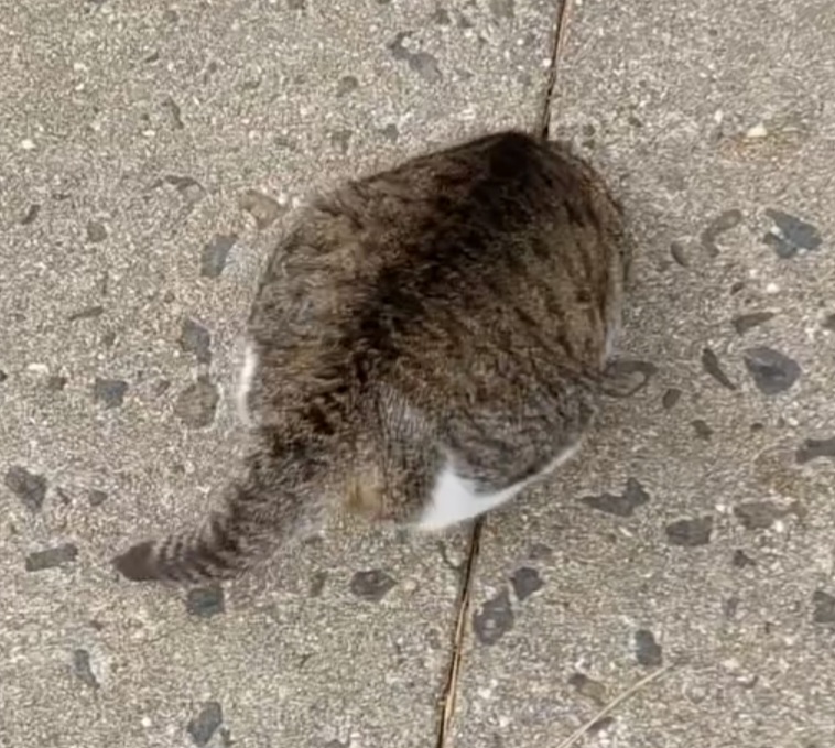 고양이가 쏘옥. 고양이 터널 놀이터 | 인스티즈