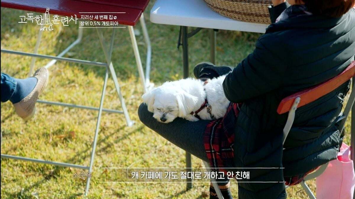 말티즈가 예민하고 잘 짖는 이유.jpg | 인스티즈