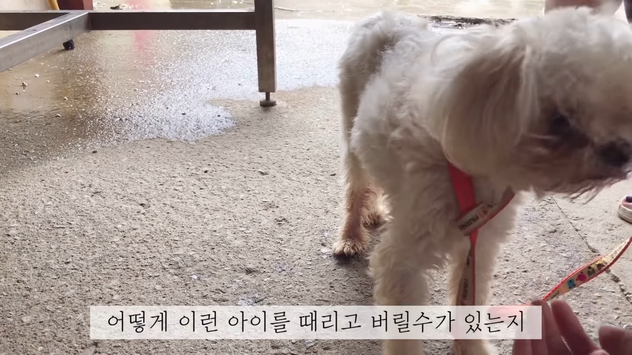 "공고번호 411번" 강아지가 입양되기 전 후 모습.jpgif | 인스티즈