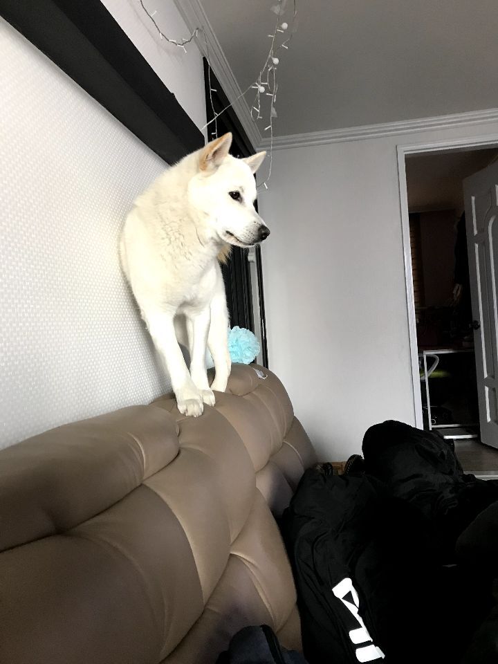 우리집 개 자는거 보실분? | 인스티즈