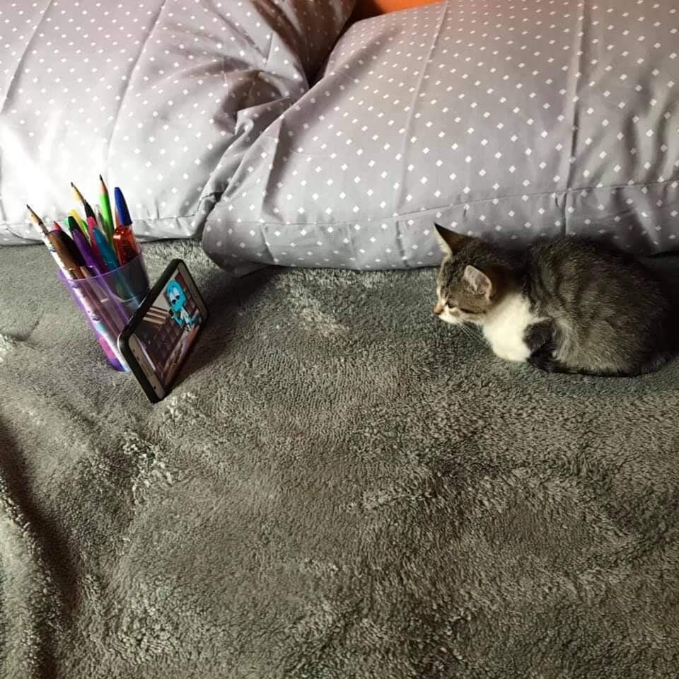 토요일의 고양이를 좋아하세요? | 인스티즈