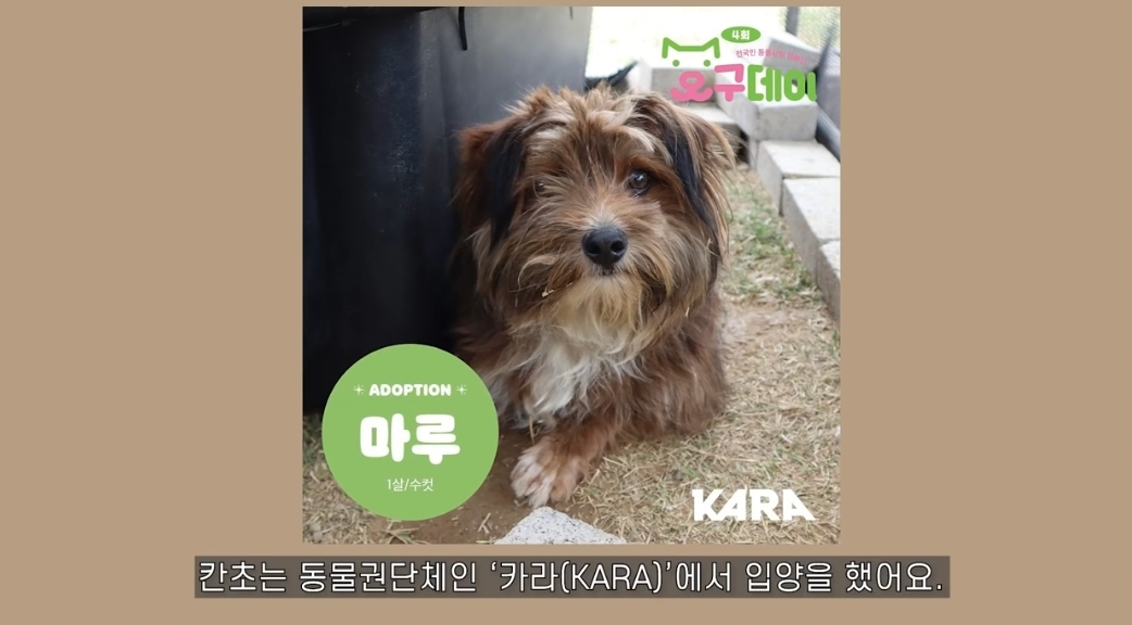 유기견 입양전후 변화. 겁많은 강아지의 100일간 브이로그 | 인스티즈