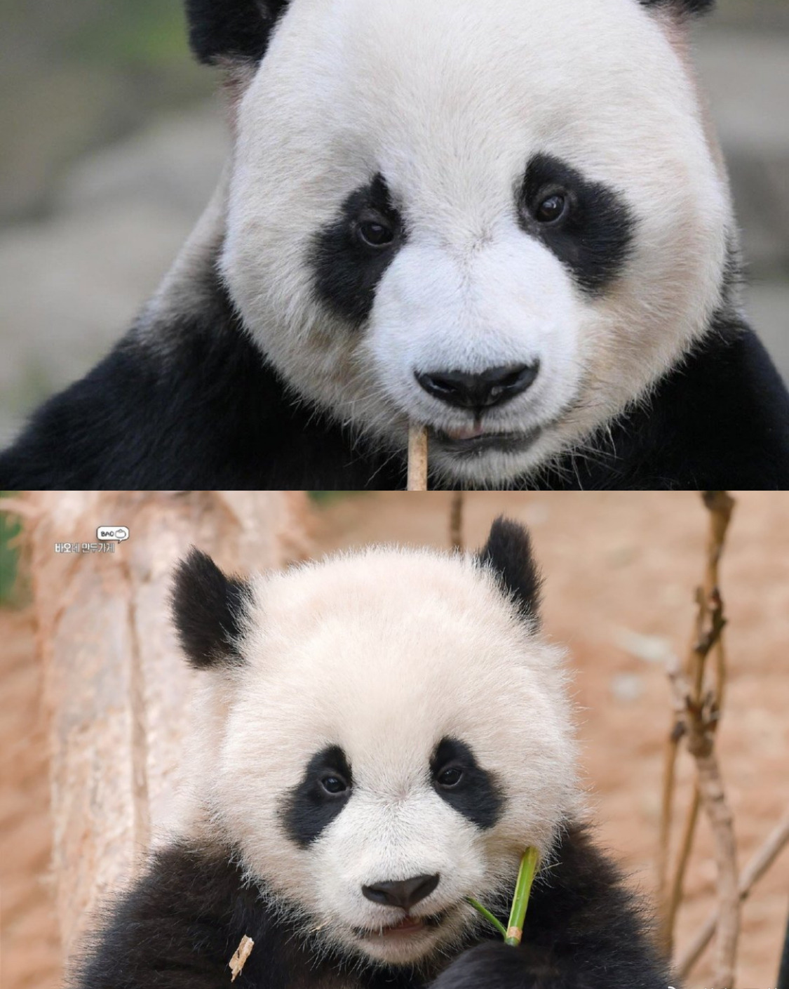 러심후난 (러바오 심은 데 후이바오 난다)🐼 | 인스티즈