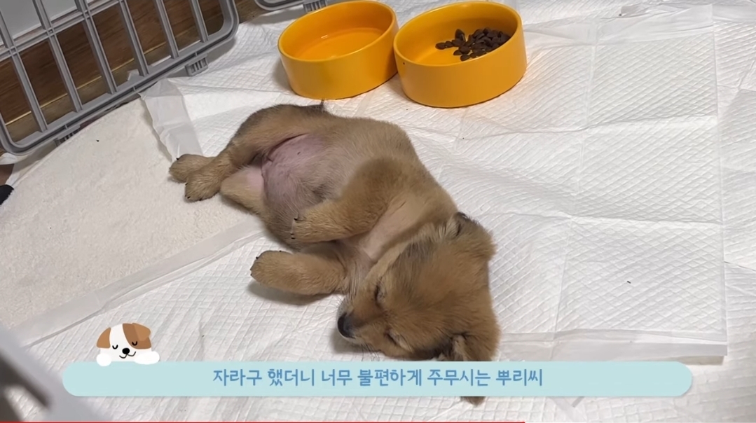 유기견 입양 브이로그 🐶 너무 귀여워 .jpg | 인스티즈