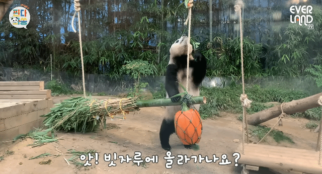 푸바오가 천재인 이유.gif | 인스티즈