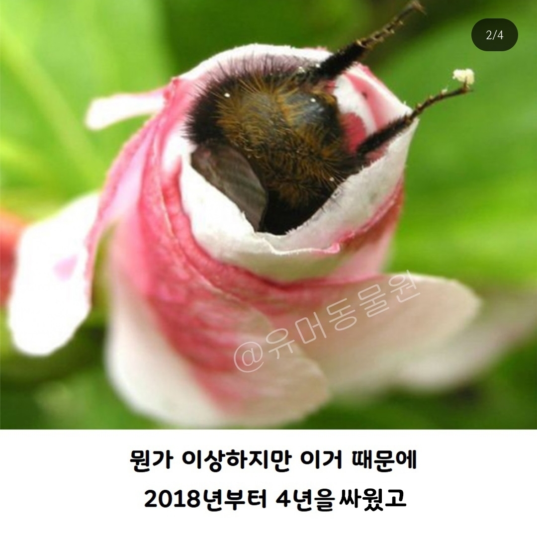 미국에선 호박벌이 물고기로 분류된다 | 인스티즈