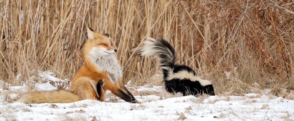 스컹크의 냄새는 방귀가 원인이 아니다 | 인스티즈