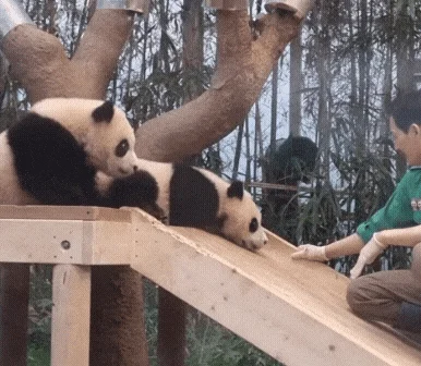 후이바오🐼 킹받게 놀리는 송바오 | 인스티즈