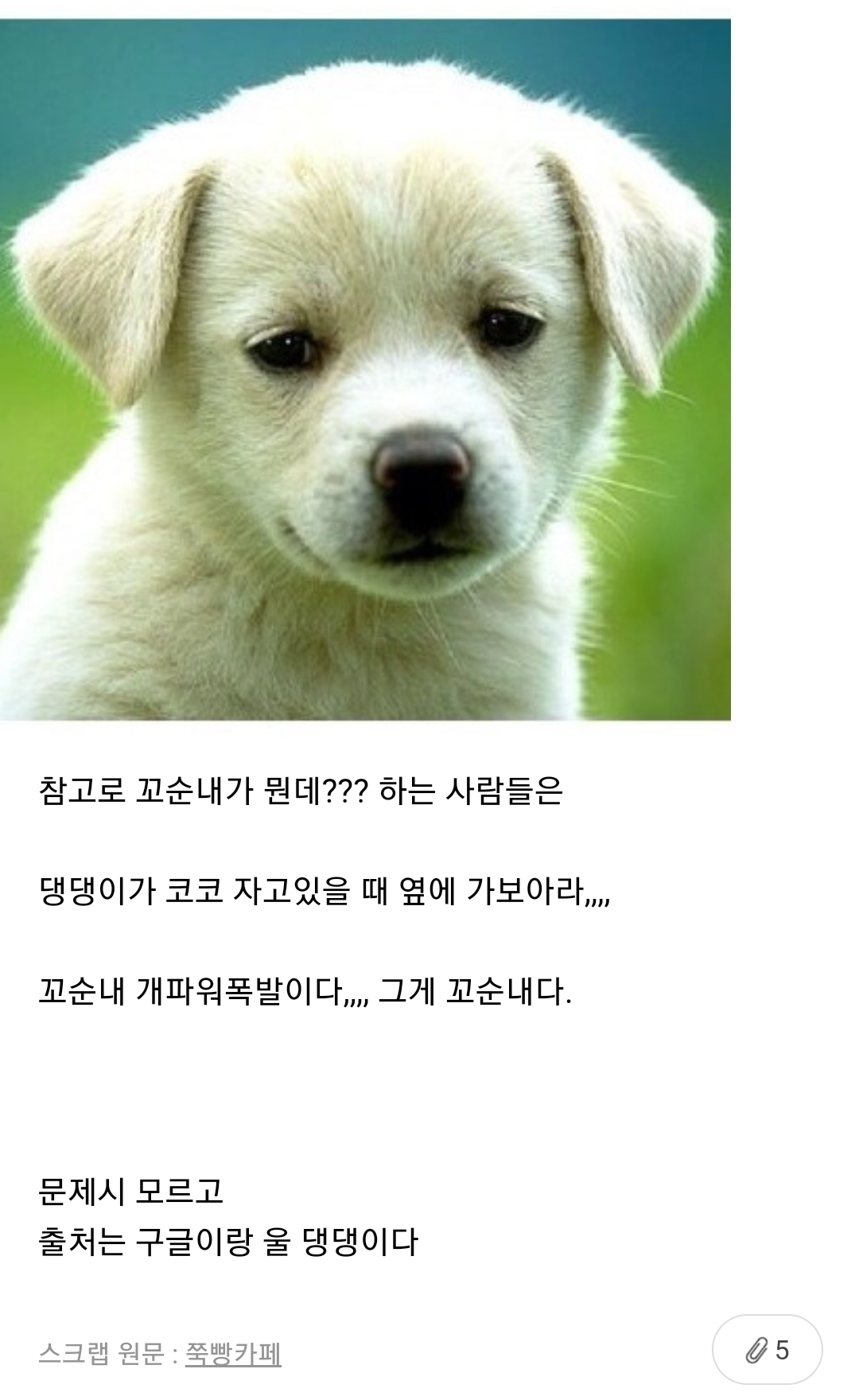 강아지 부위별 냄새 특징(주관적 주의) | 인스티즈