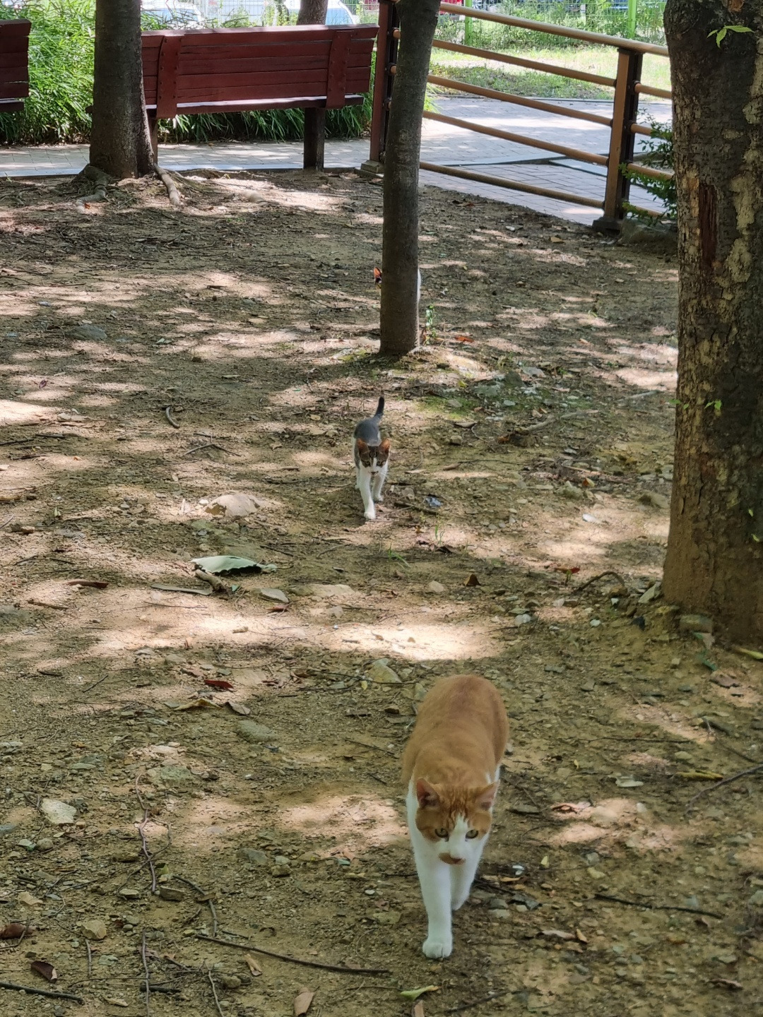 코시국에 재택하다가 고양이를 만났는데.. | 인스티즈