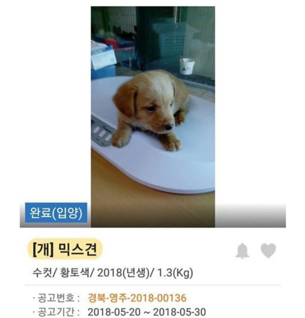 댕댕이 입양 전,후 사진 | 인스티즈