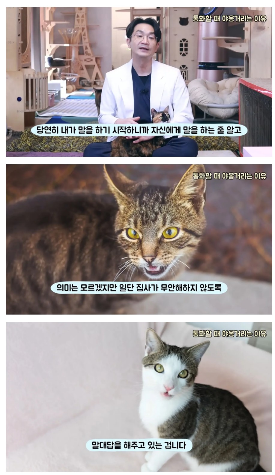 전화할 때 고양이가 옆에서 우는 이유 | 인스티즈