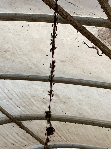 어떤 삶이었을까. 번식장, 미용 실습견, 쓰임을 다해야만 끝나는 삶이라는 건 | 인스티즈