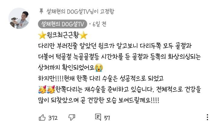 교통사고난 유기견 입양한 설채현 수의사 그리고 윙크 근황😉 | 인스티즈