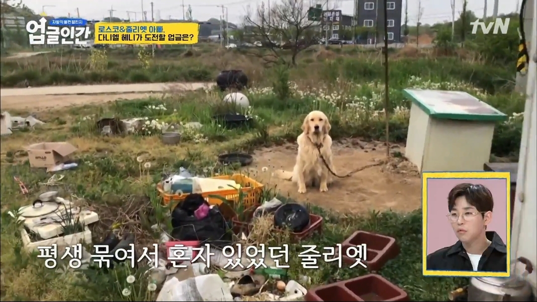 식용견 농장에서 구출된 다니엘 헤니의 강아지 로스코, 줄리엣 | 인스티즈