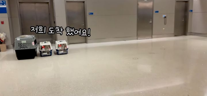 이효리 캐나다체크인보고 유기견 이동봉사 신청한 배우 엄지원 | 인스티즈