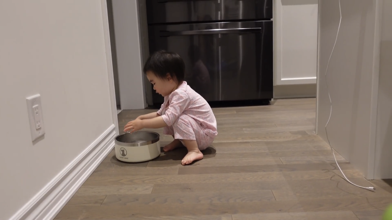 사모예드와 흔들리는 이 뽑는 법 | 인스티즈