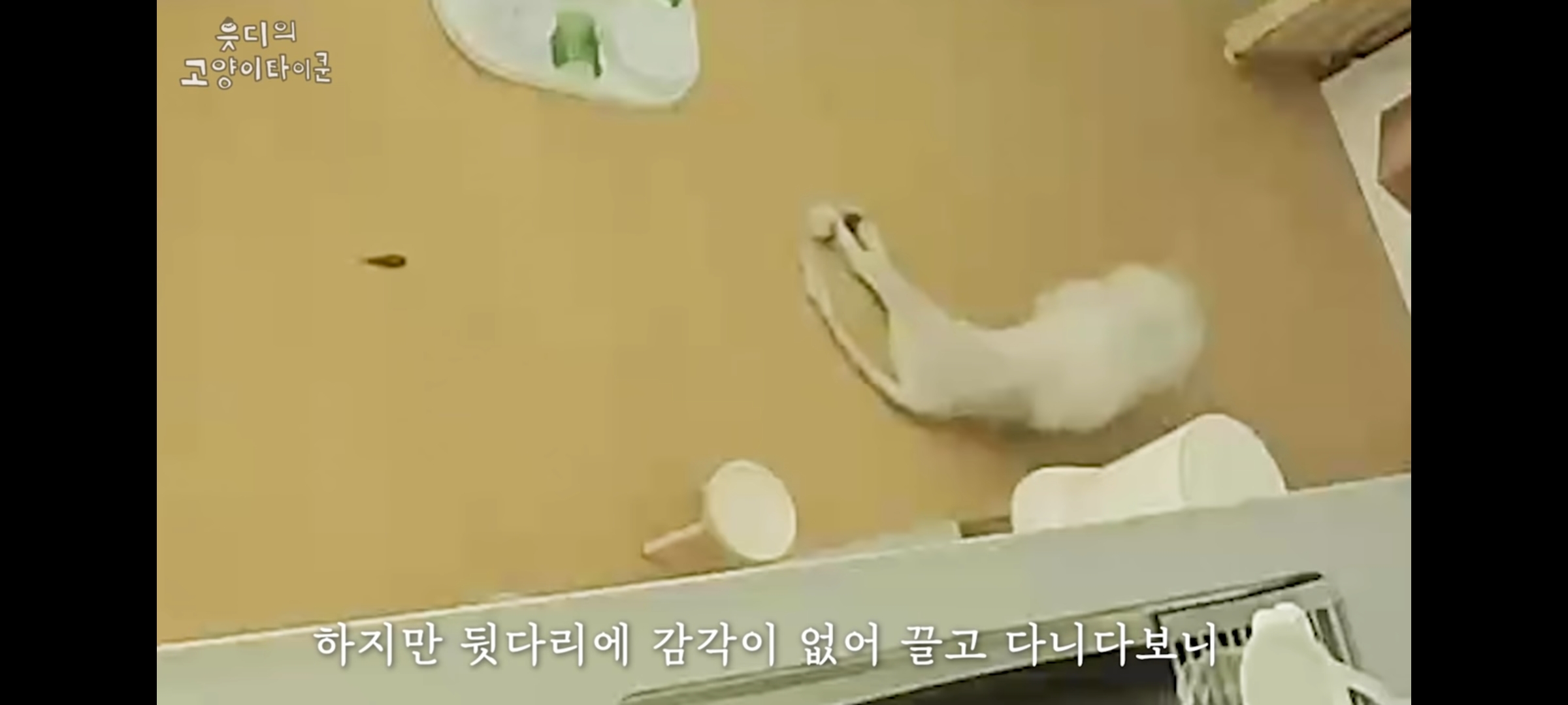 cctv보고 오열😭 응가실수하고 혼자 치우려는 고양이 | 인스티즈