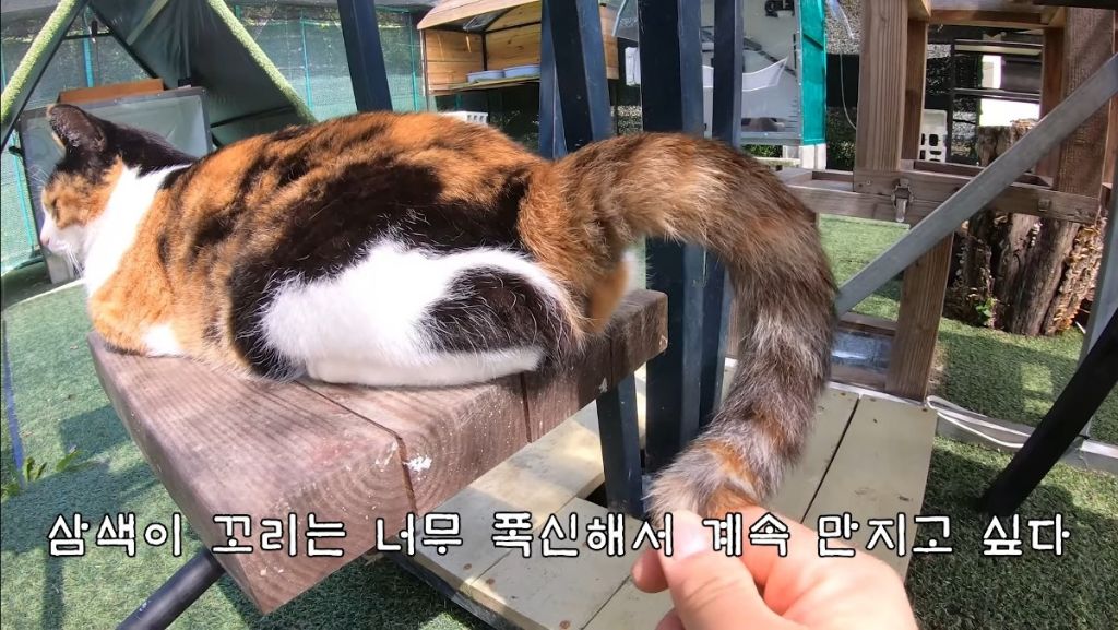[hahaha] 고양이들은 꼬리 만지는 것을 좋아하지 않는다 | 인스티즈