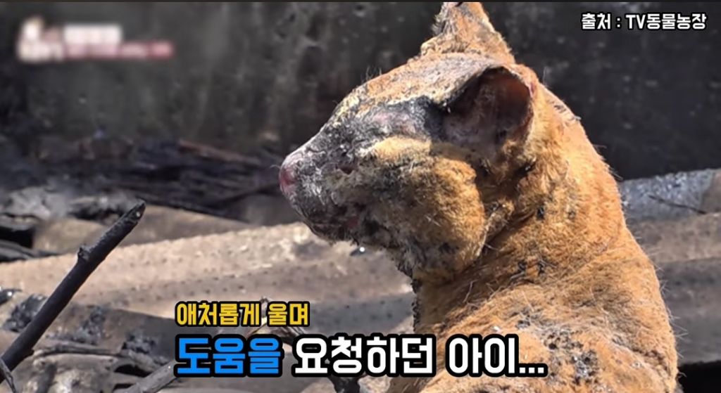 산불로 한쪽다리를 잃은 고양이가 받은 선물 🎁 | 인스티즈