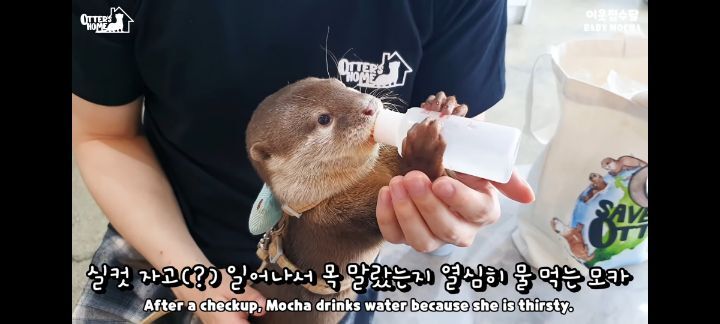 의사 선생님 품이 너무 좋은 아기수달 (아기수달 생애 첫 건강검진) | 인스티즈