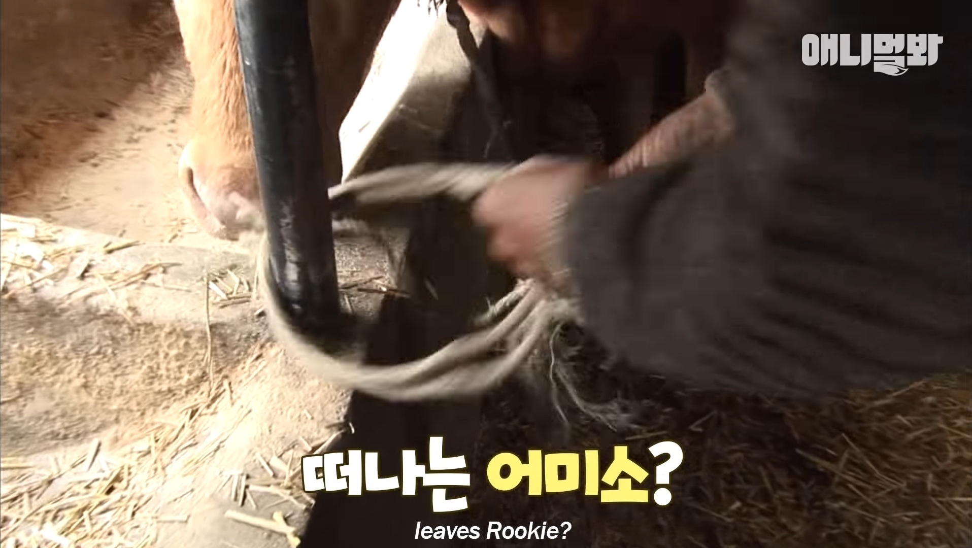 소가 너무 좋아서 눈물흘리는 강아지 | 인스티즈