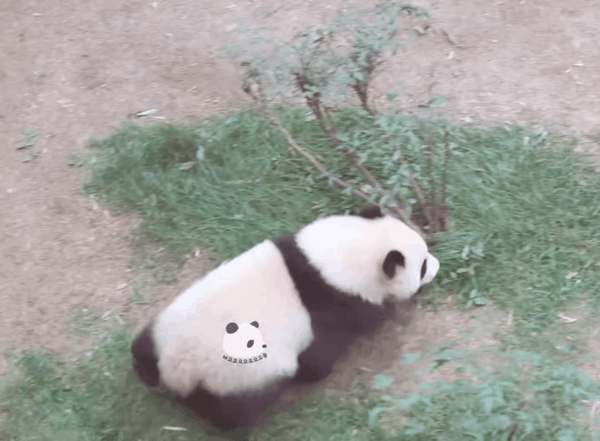 후이바오 후질머리gif | 인스티즈