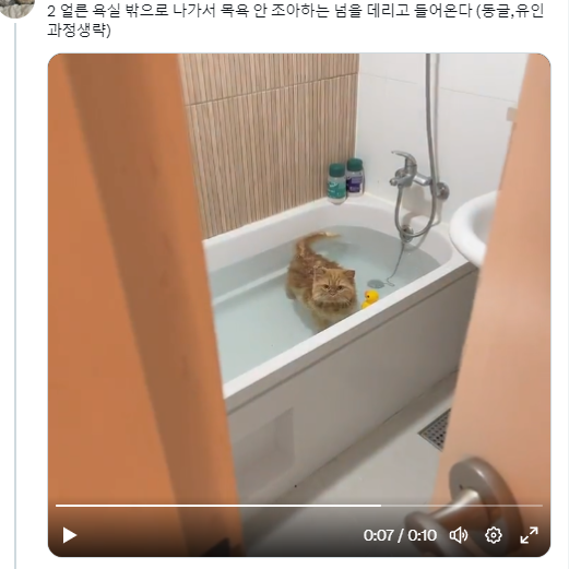 고양이 두마리 목욕시키는 법 | 인스티즈