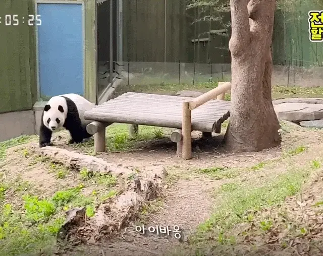 ?? : 진짜 우리나라 판다 애들이 다리 짧아? | 인스티즈