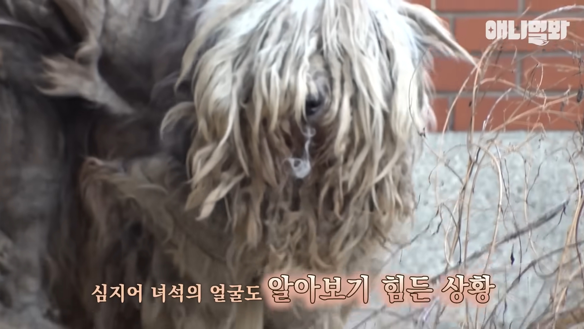 털로 뒤덮여서 걷지도 못하는데 케어한 거라는 견주 | 인스티즈