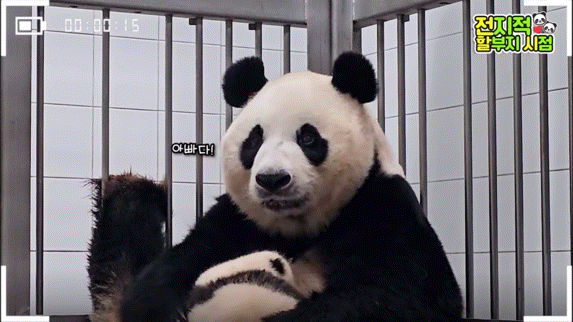 공동육아의 개념을 아는듯한 이뻐이뻐 아이바오🐼 | 인스티즈