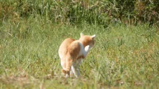 [hahaha] 뚱땅이 걸음걸이가 정말 특이하다는걸 한눈에 알아볼수있는 짤🐾 | 인스티즈