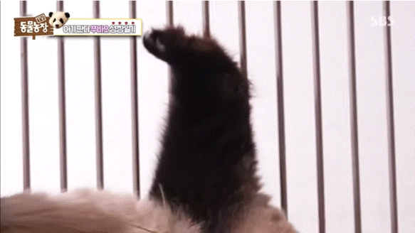 ?? : 진짜 우리나라 판다 애들이 다리 짧아? | 인스티즈