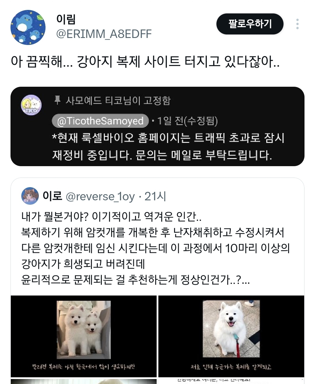 유튜버가 강아지 복제한 사이트 터지고 있다고 함 | 인스티즈