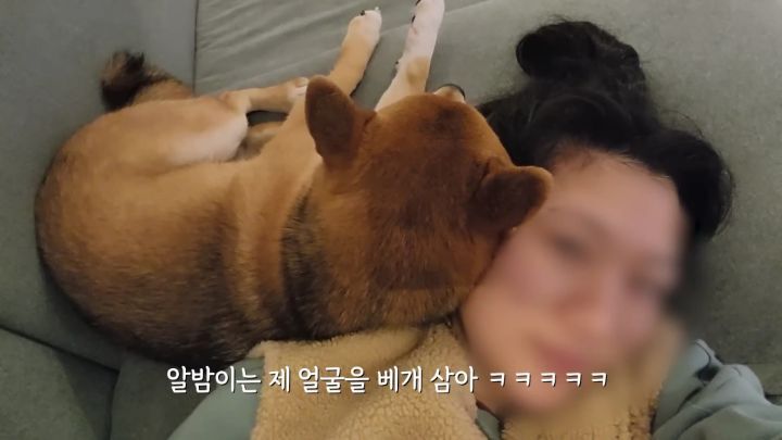 집에 강아지들끼리만 남겨졌을때 | 인스티즈