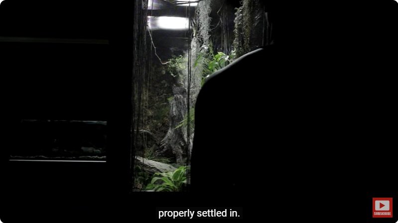 거대한 수조에 열대우림 환경을 조성해놓으면 생기는 일 - 4 | 인스티즈