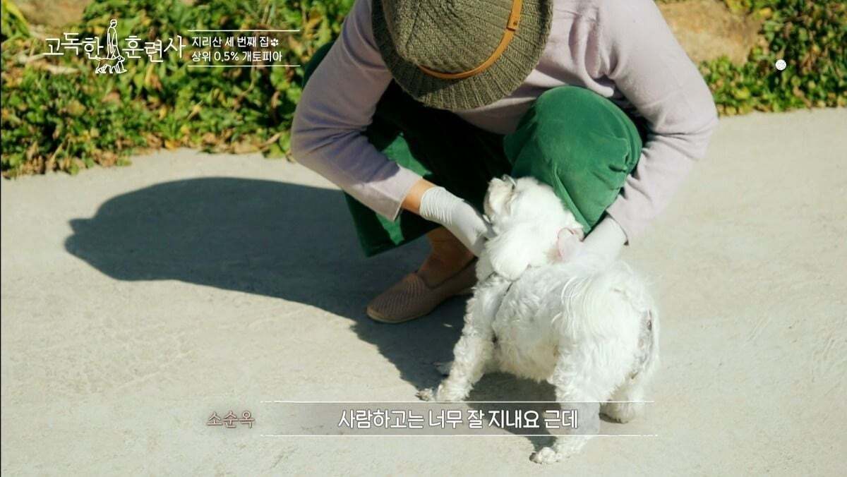 말티즈가 예민하고 잘 짖는 이유.jpg | 인스티즈