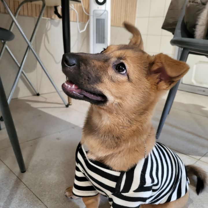 [유기견임보&입양홍보] 주택가 골목에 버려졌던 아기 강아지 콩순이 | 인스티즈